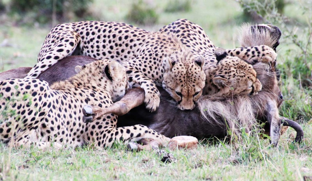 Five cheetah brothers kill a wildebeest in the Masai Mara © Nik Simpson