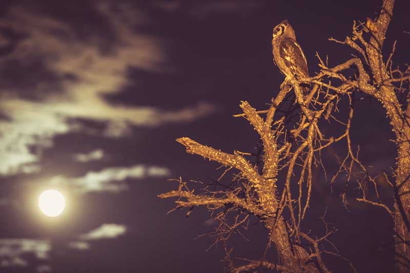 Giant Eagle-Owl (Verreaux's) - Image by Em Gatland