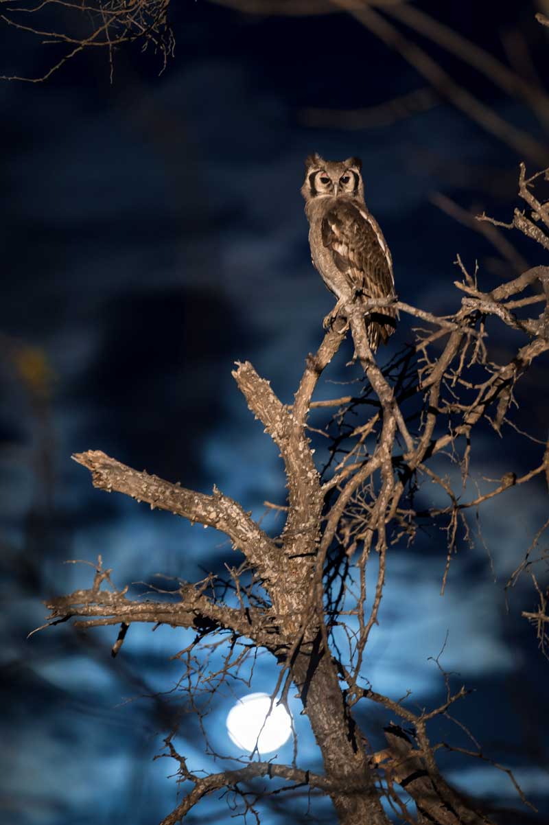 Eagle Owl - Image by Em Gatland