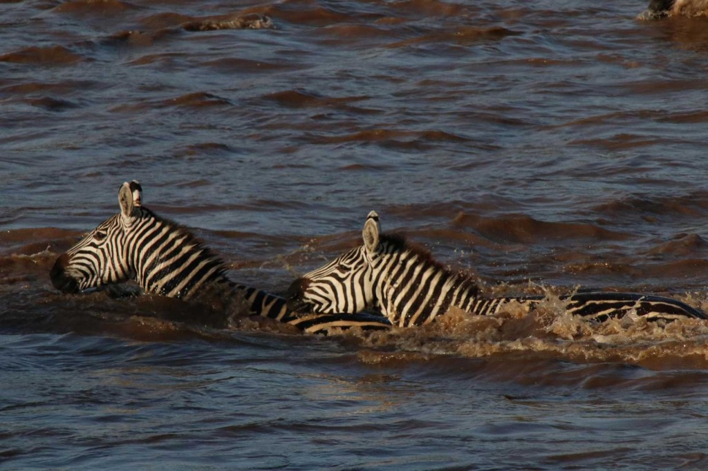 Zebras in the Talek River crossing © Nik Simpson