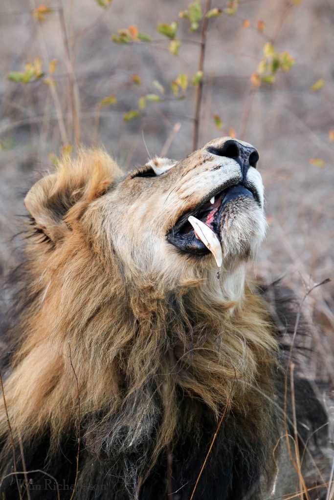 Charleston male lion © Kim Richardson