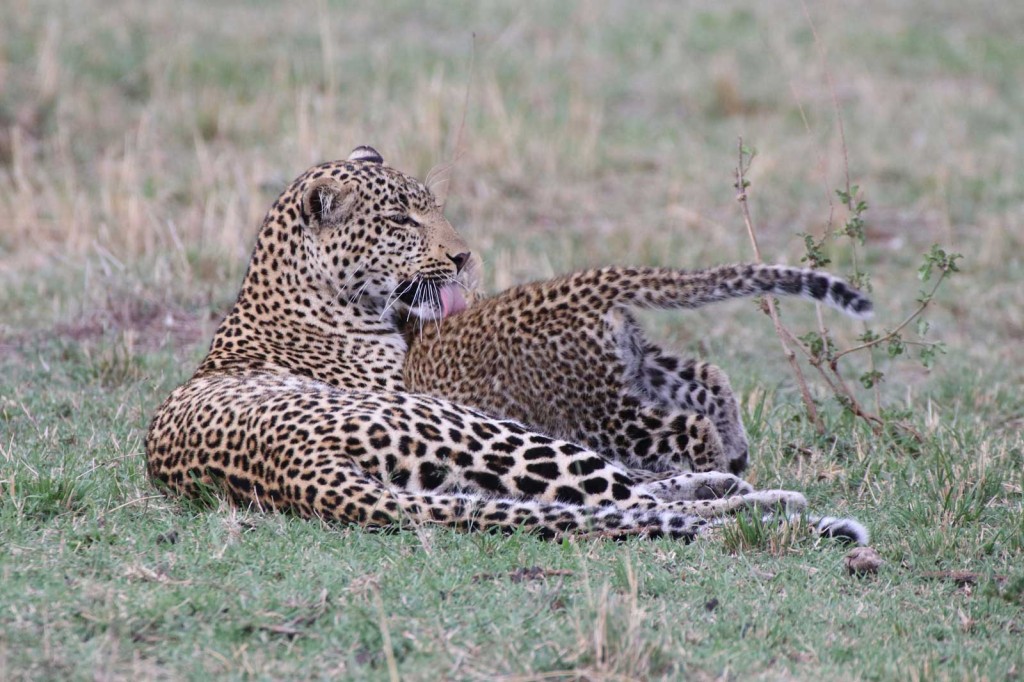 FIg the Leopard and her Cub © Nik Simpson
