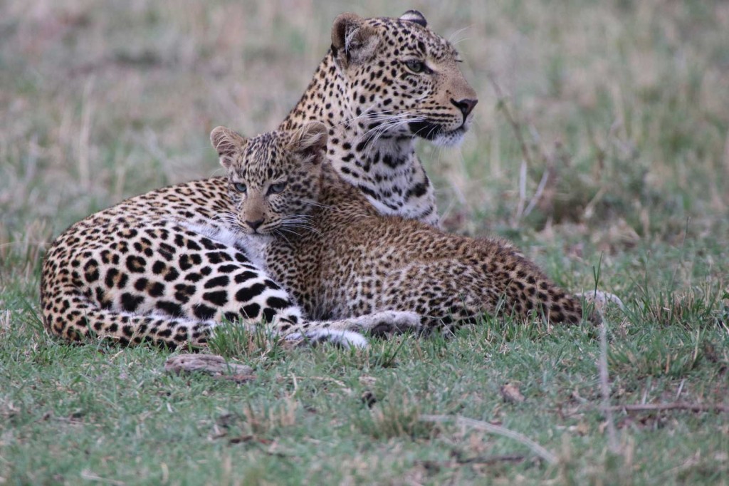 FIg the Leopard and her Cub © Nik Simpson