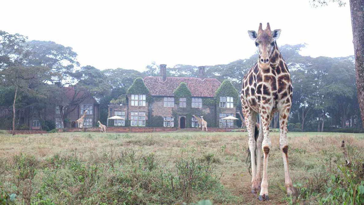 Giraffe Manor Lone Giraffe