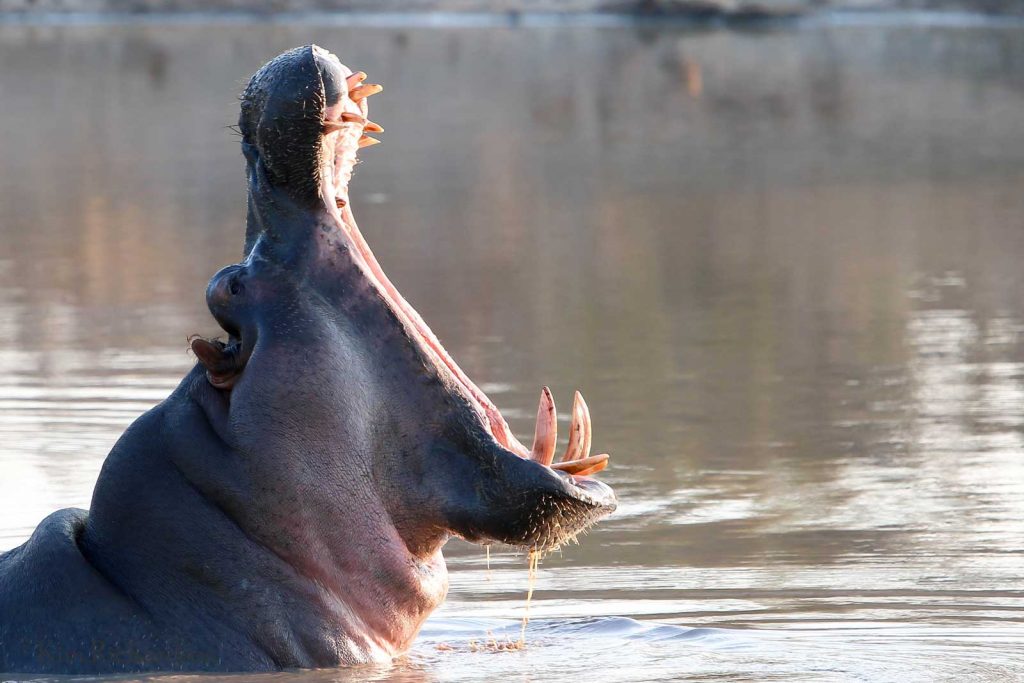 Hippo © Geraint Isitt
