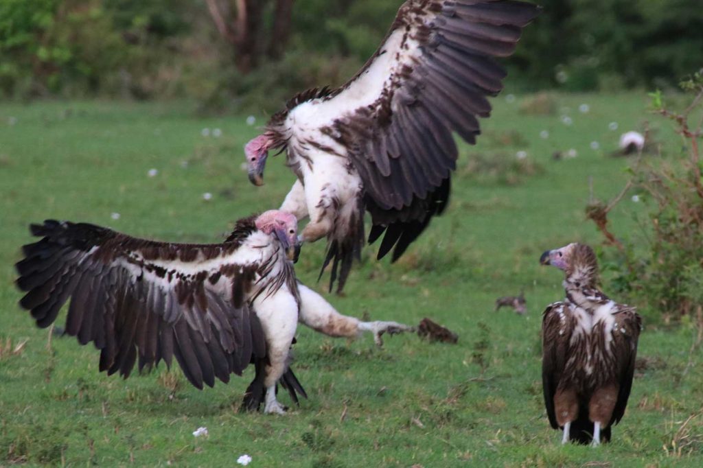 Lappet-faced vultures © Nik Simpson