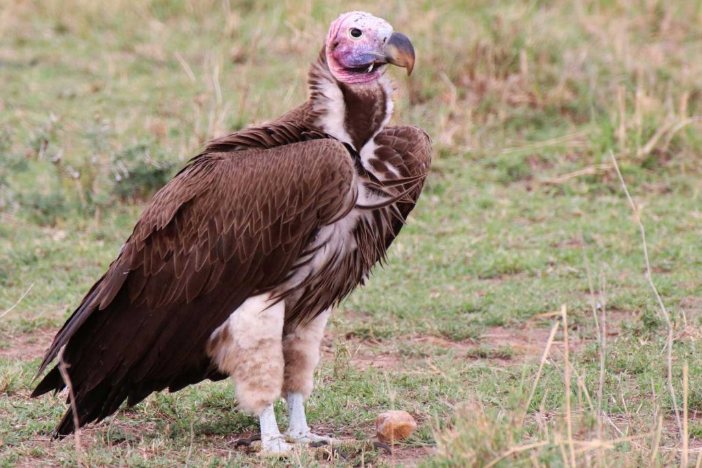 Lappet-faced vultures © Nik Simpson