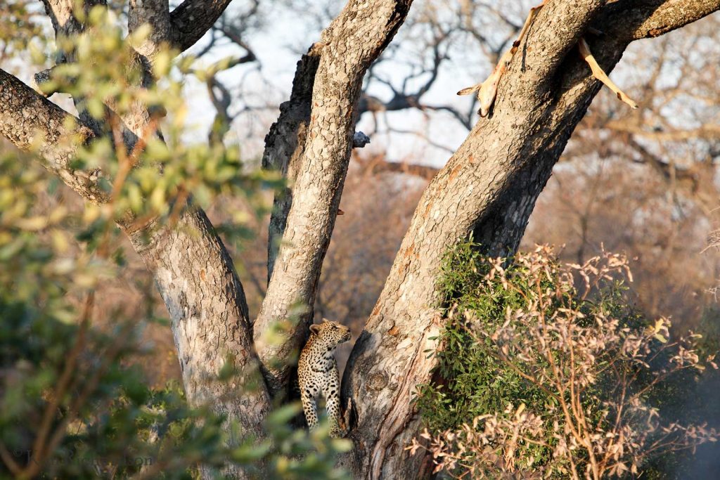 Leopard in a tree © Kim Richardson