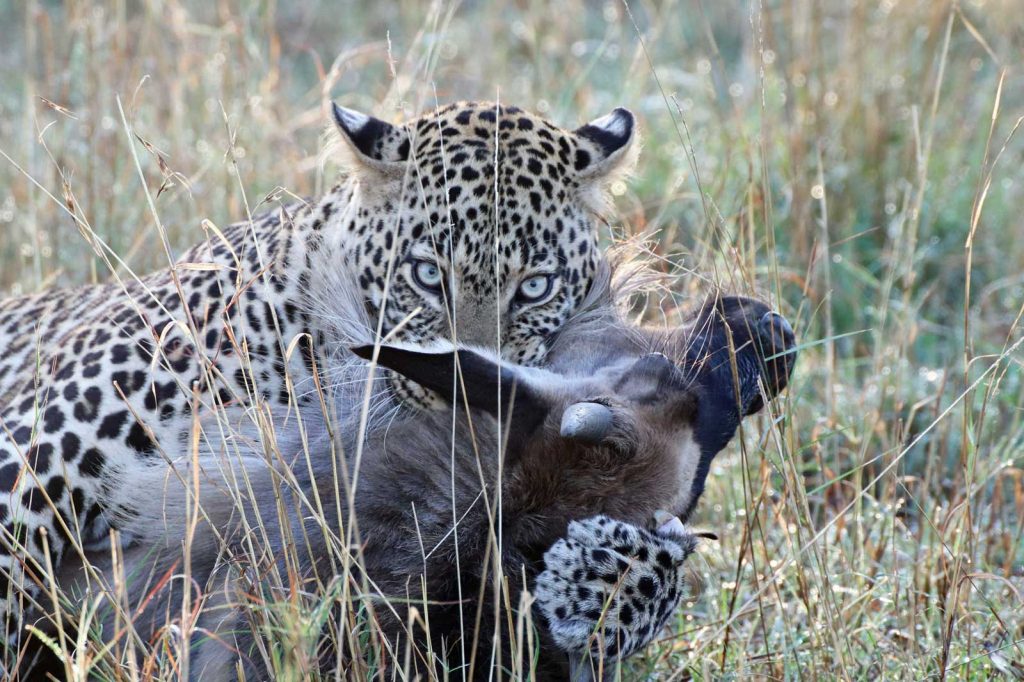 Leopard makes a quick meal of the wildebeest © Nik Simpson