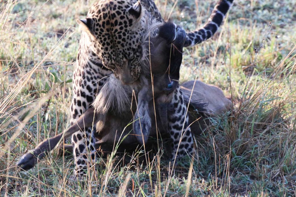 Leopard makes the kill in less than a minute © Nik Simpson