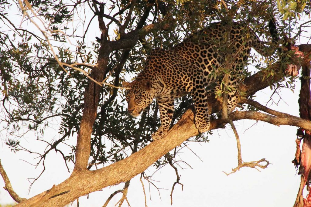 Leopard preparing for his descent © Nik Simpson