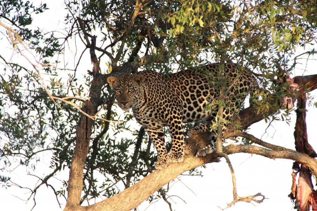 Leopard spots his prey © Nik Simpson