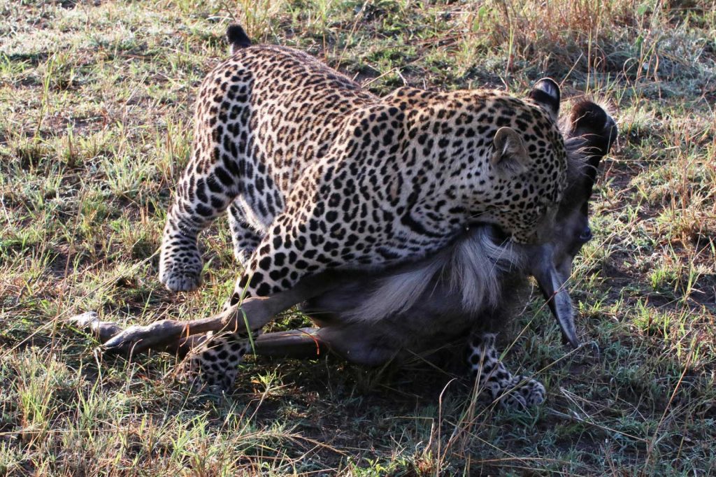Leopard starts to drag his kill away from the scene © Nik Simpson