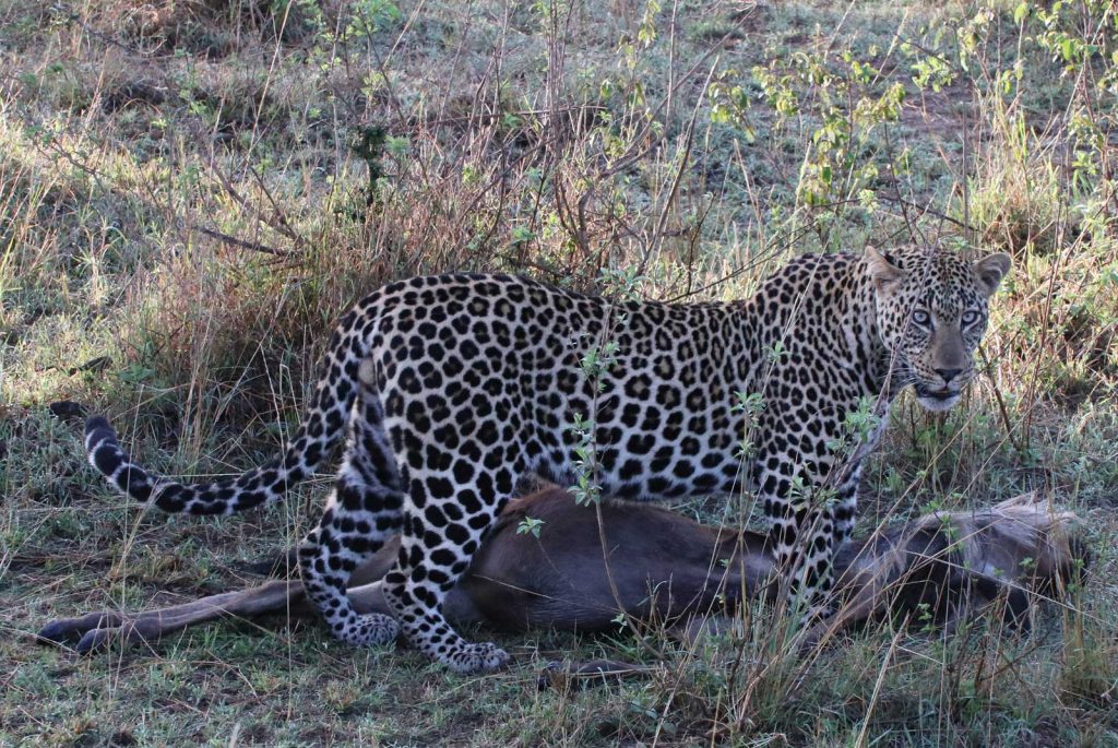 Leopard takes a rest from dragging his freshly killed wildebeest © Nik Simpson