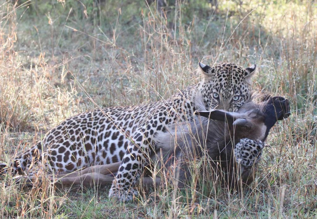 Leopard's incredible power gave the young wildebeest no chance © Nik Simpson