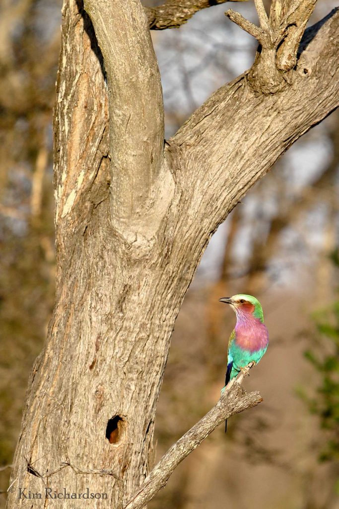 Lilac-breasted roller © Kim Richardson