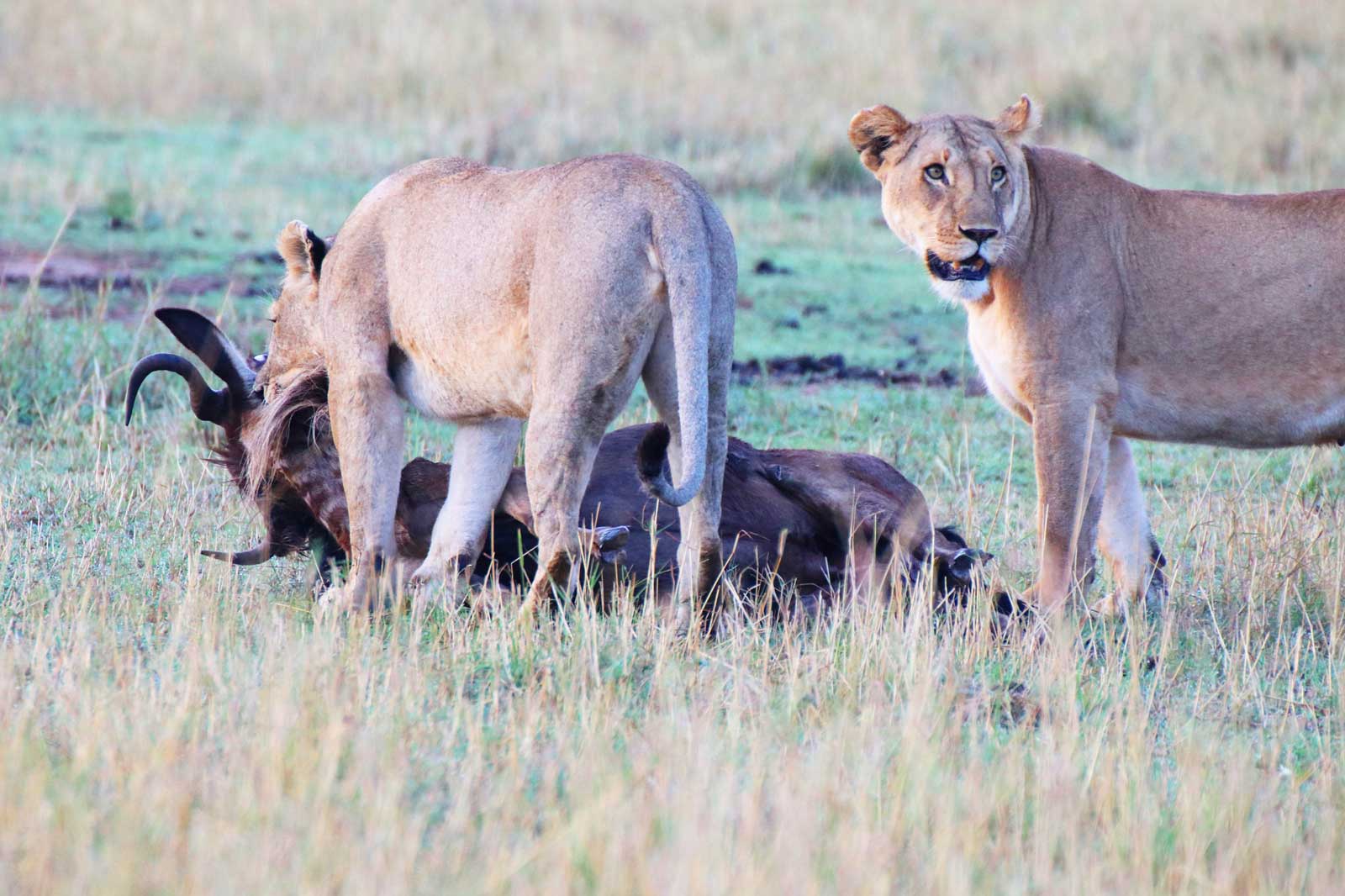 Stories from the Masai Mara: Lion Pride Kills Wildebeest ...