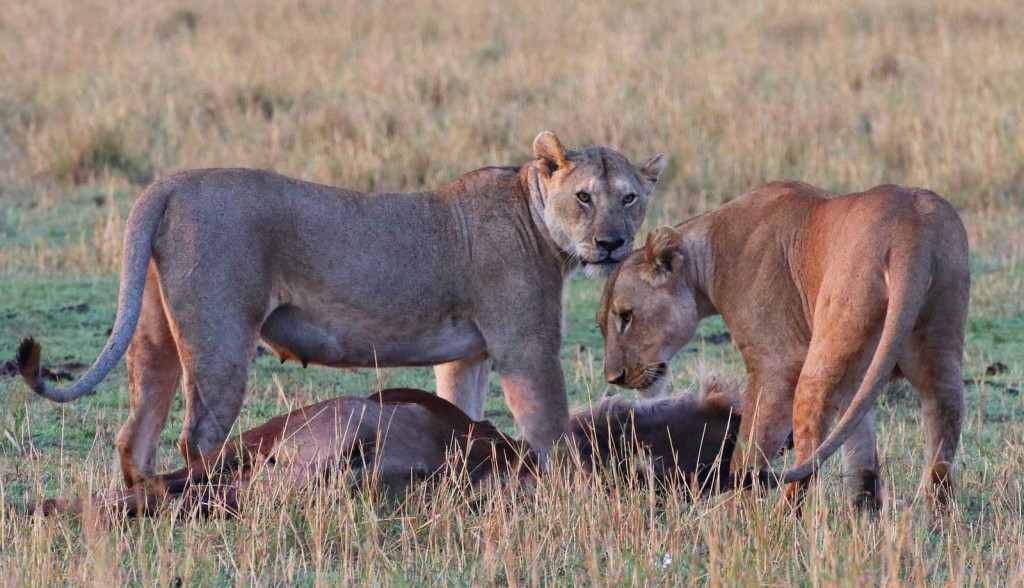 Lions kill wildebeest in Masai Mara ©Nik Simpson