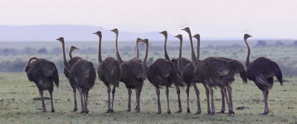 Masai ostrich © Nik Simpson