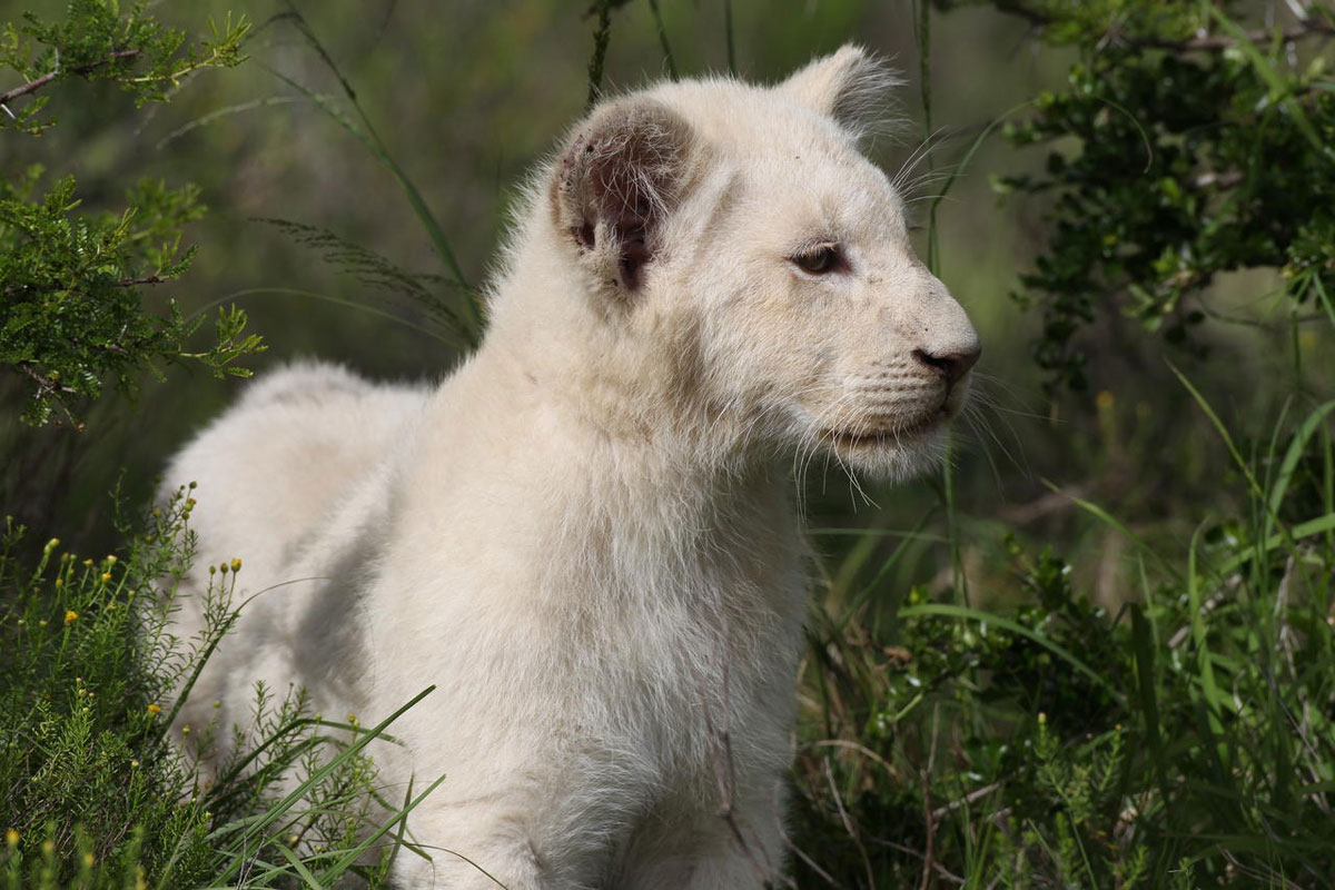 White Lion at Pumba Water Lodge