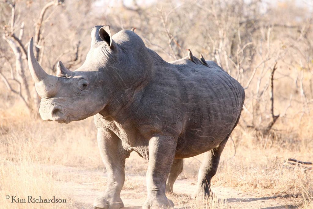 Rhino © Kim Richardson