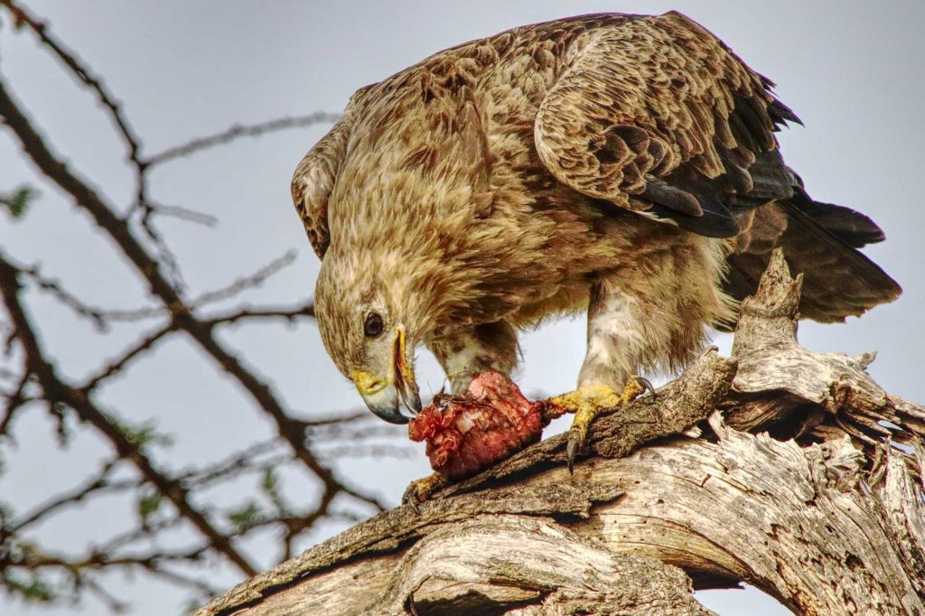 Tawny eagle © Nik Simpson