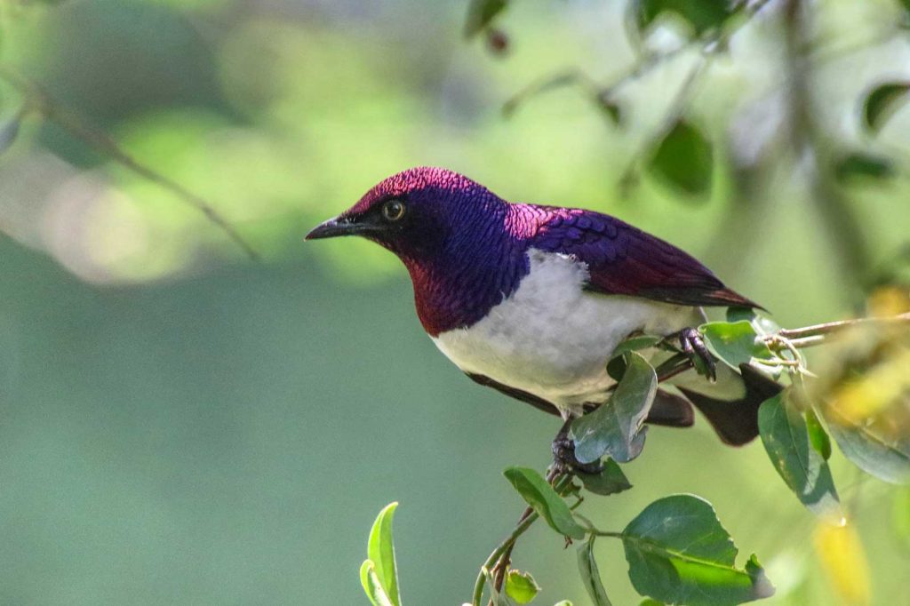 Violet-backed starling © Nik Simpson