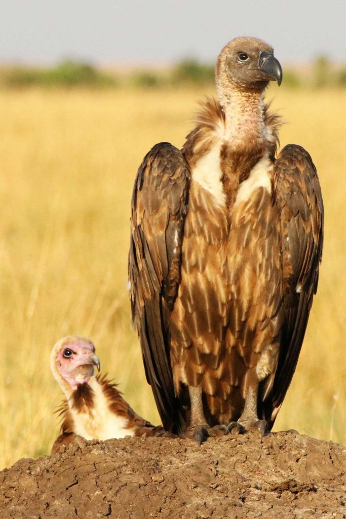 White-backed vulture and hooded vulture © Nik Simpson