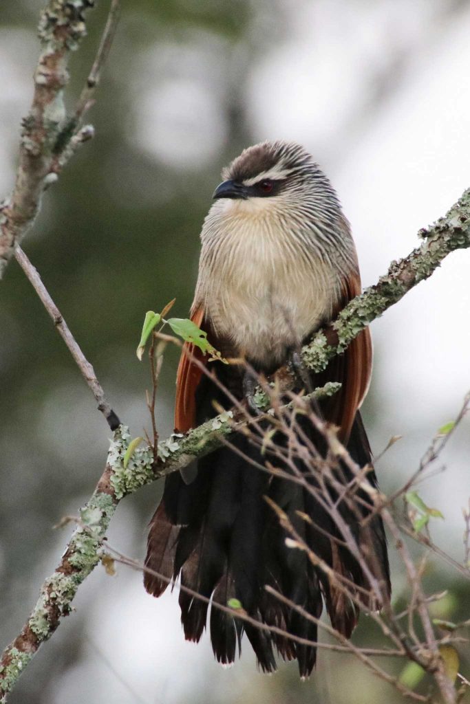 White-browed coucal © Nik Simpson