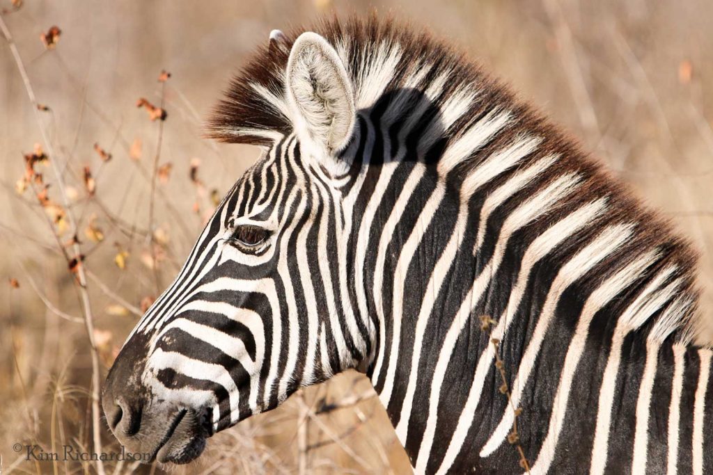 Zebra © Kim Richardson