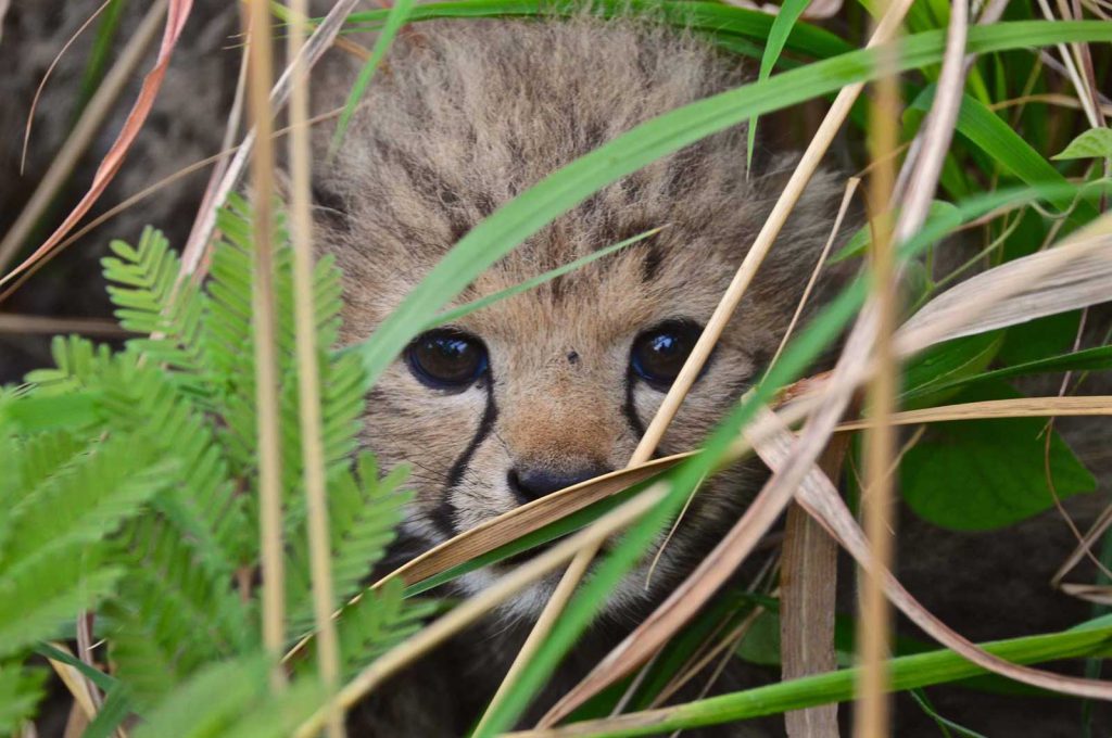 Cheetah cubs born in Liwonde National Park