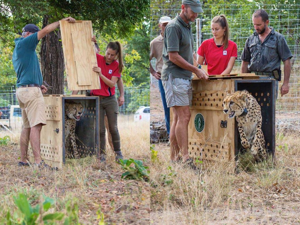 Cheetah release, Liwonde National Park, FrankWeitzer
