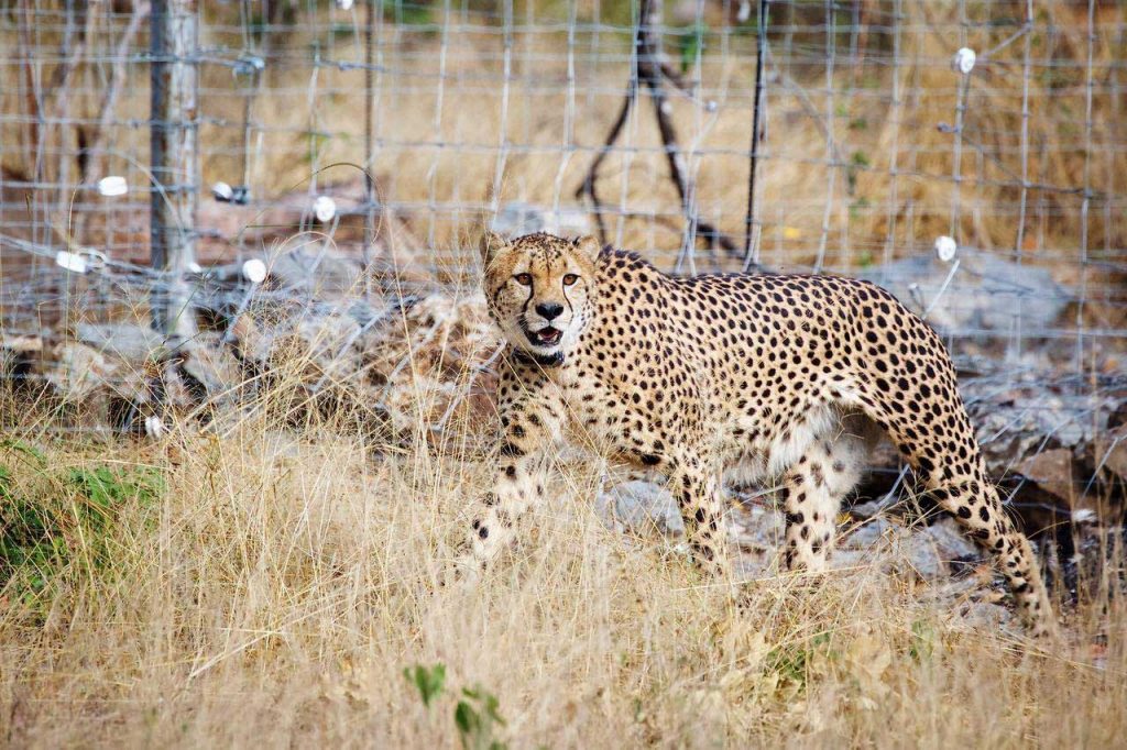 Cheetah release, Liwonde National Park, Frank Weitzer