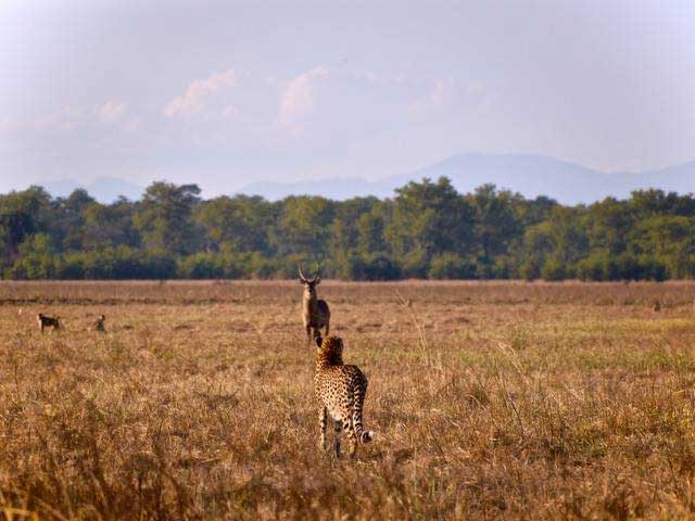 Cheetah release in Liwonde National Park