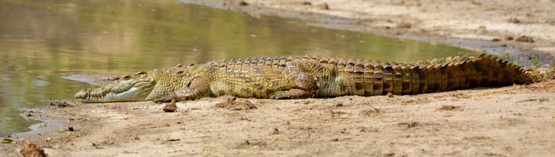 Crocodile in Kruger