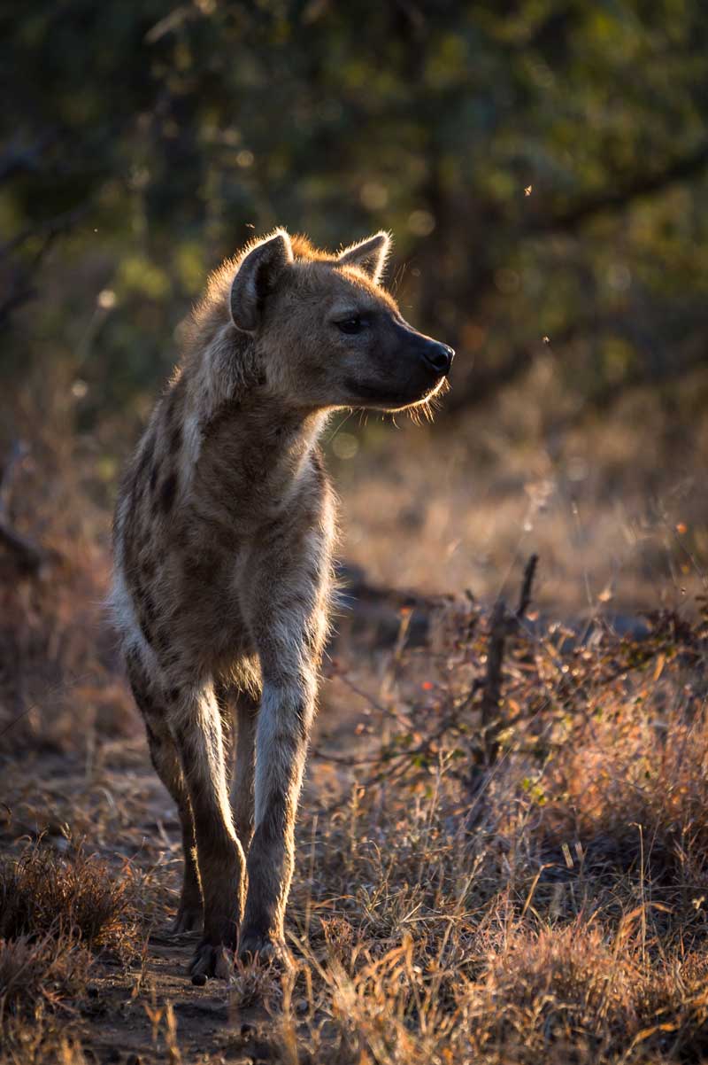 Hyena in the Wilderness - Em Gatland