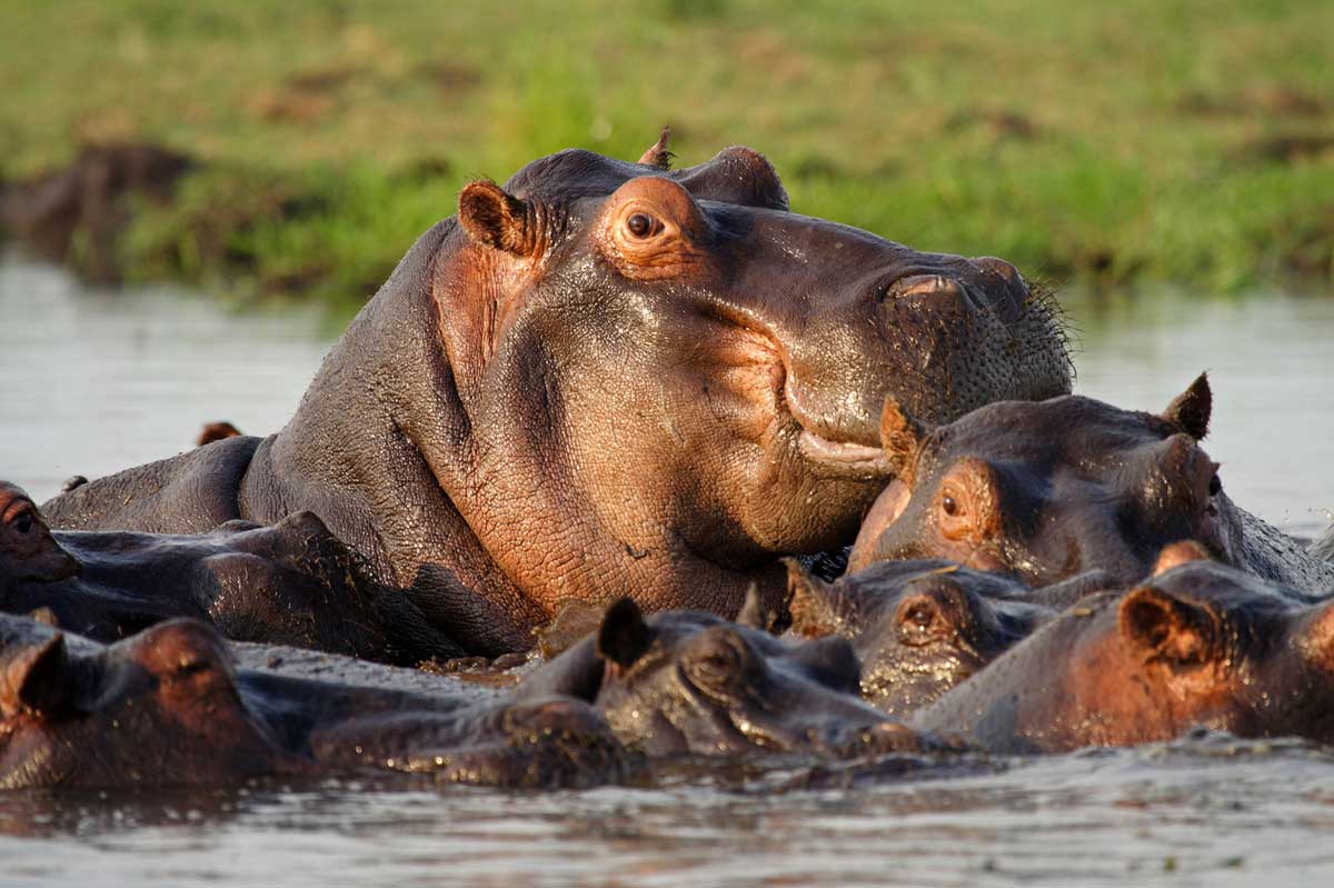 Caprivi Hippo