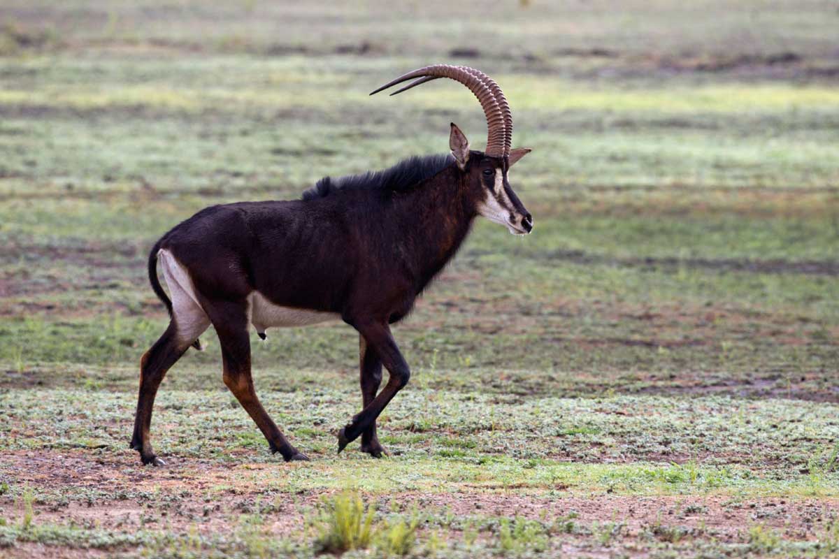 Caprivi Sable Antelope