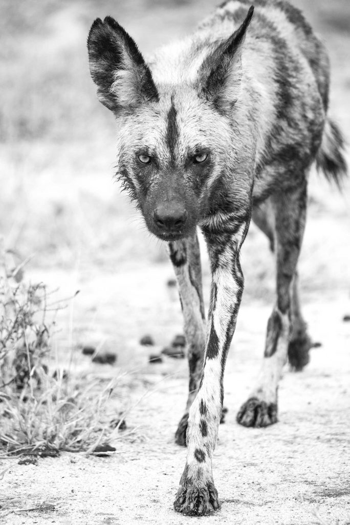 Wild dog by Kevin MacLaughlin
