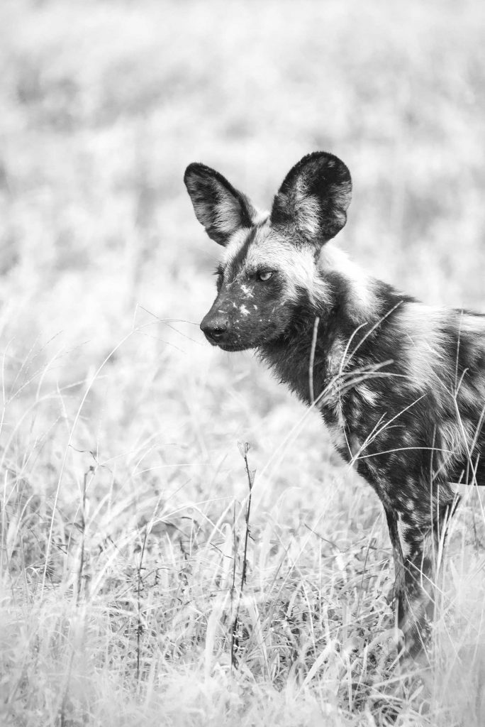 Wild dog by Kevin MacLaughlin