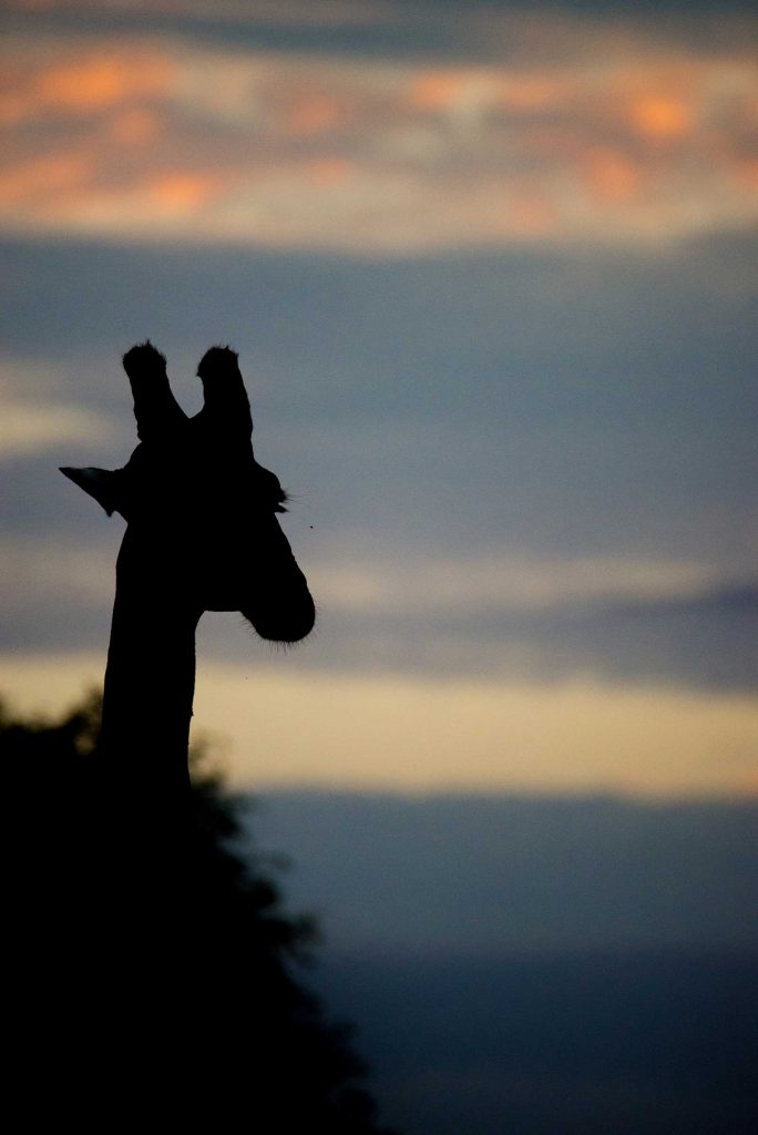 Giraffe silhouette by Kevin MacLaughlin