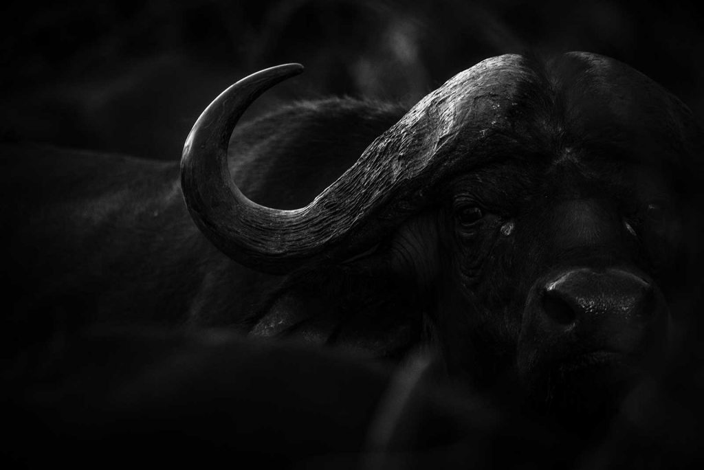 Buffalo in the shadows by Kevin MacLaughlin