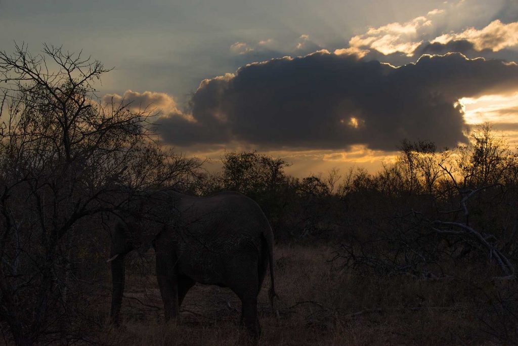 Elephant at dusk by Kevin MacLaughlin