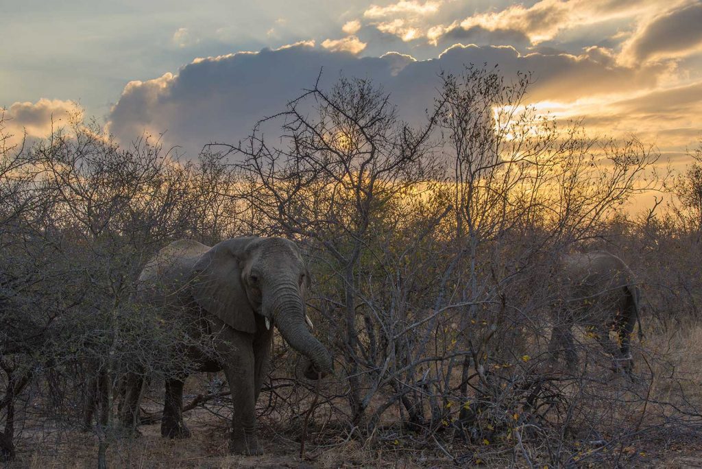 Elephant at dusk by Kevin MacLaughlin