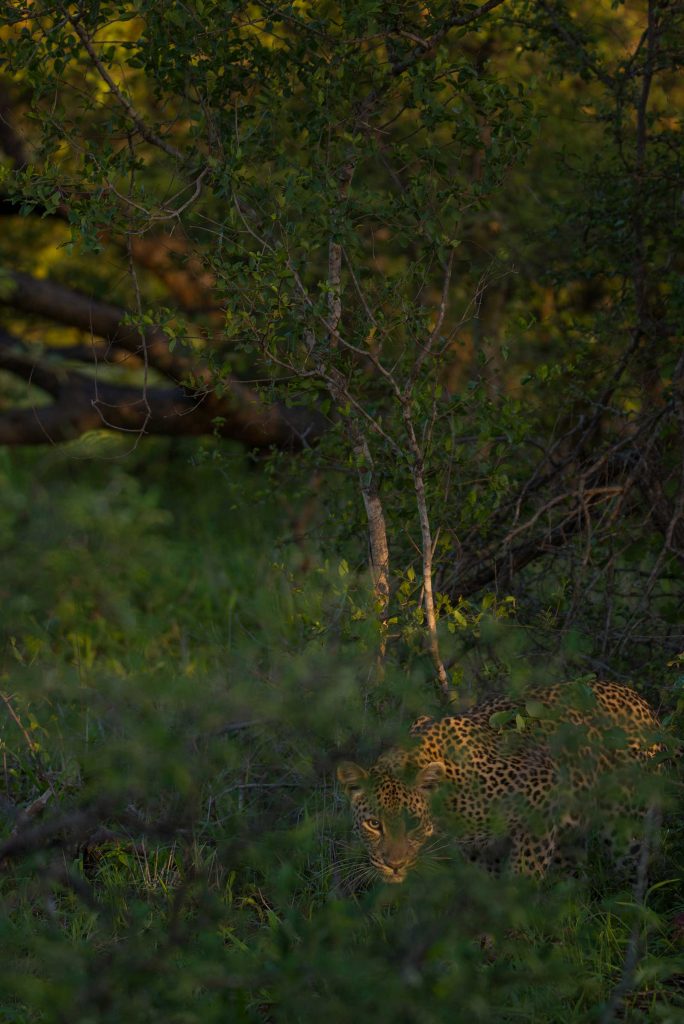 Leopard by Kevin MacLaughlin