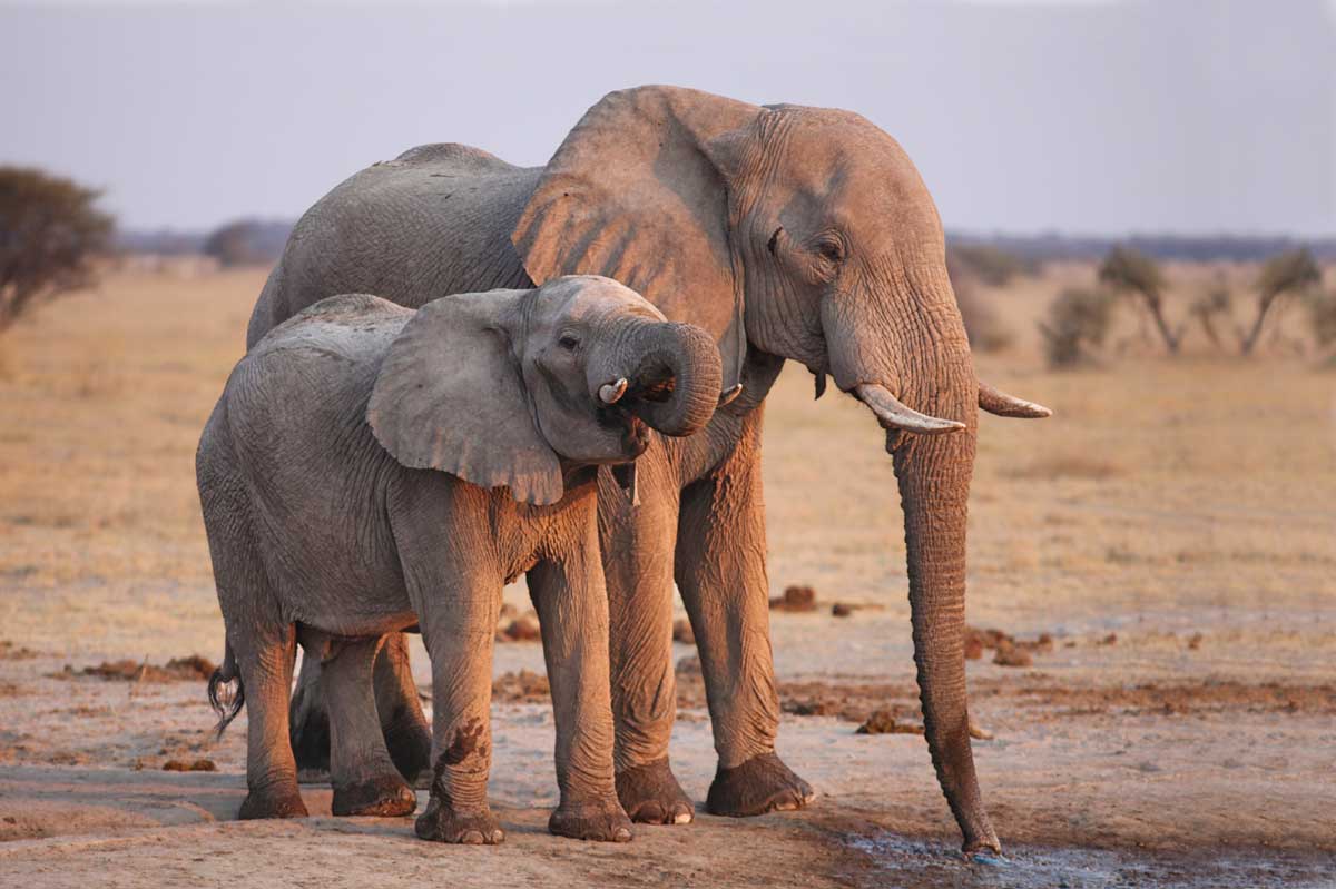 Elephants Etosha