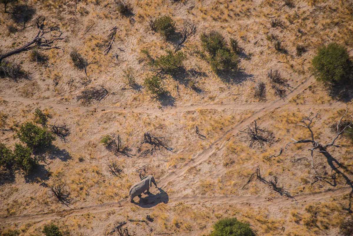Elephant on Dry Ghoha Landscape