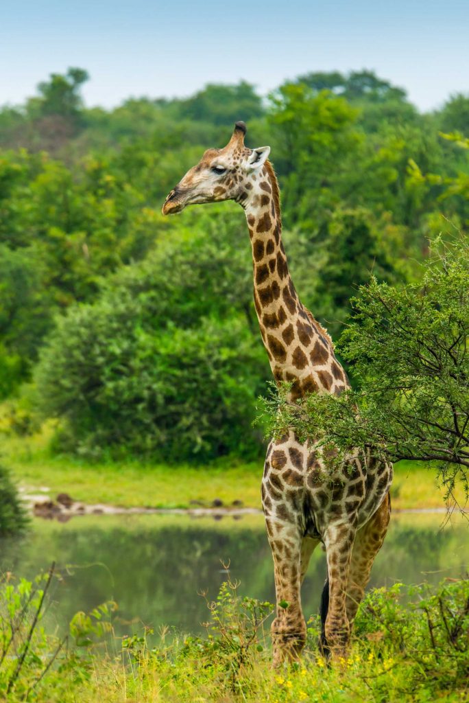 Giraffe profile by Kevin MacLaughlin