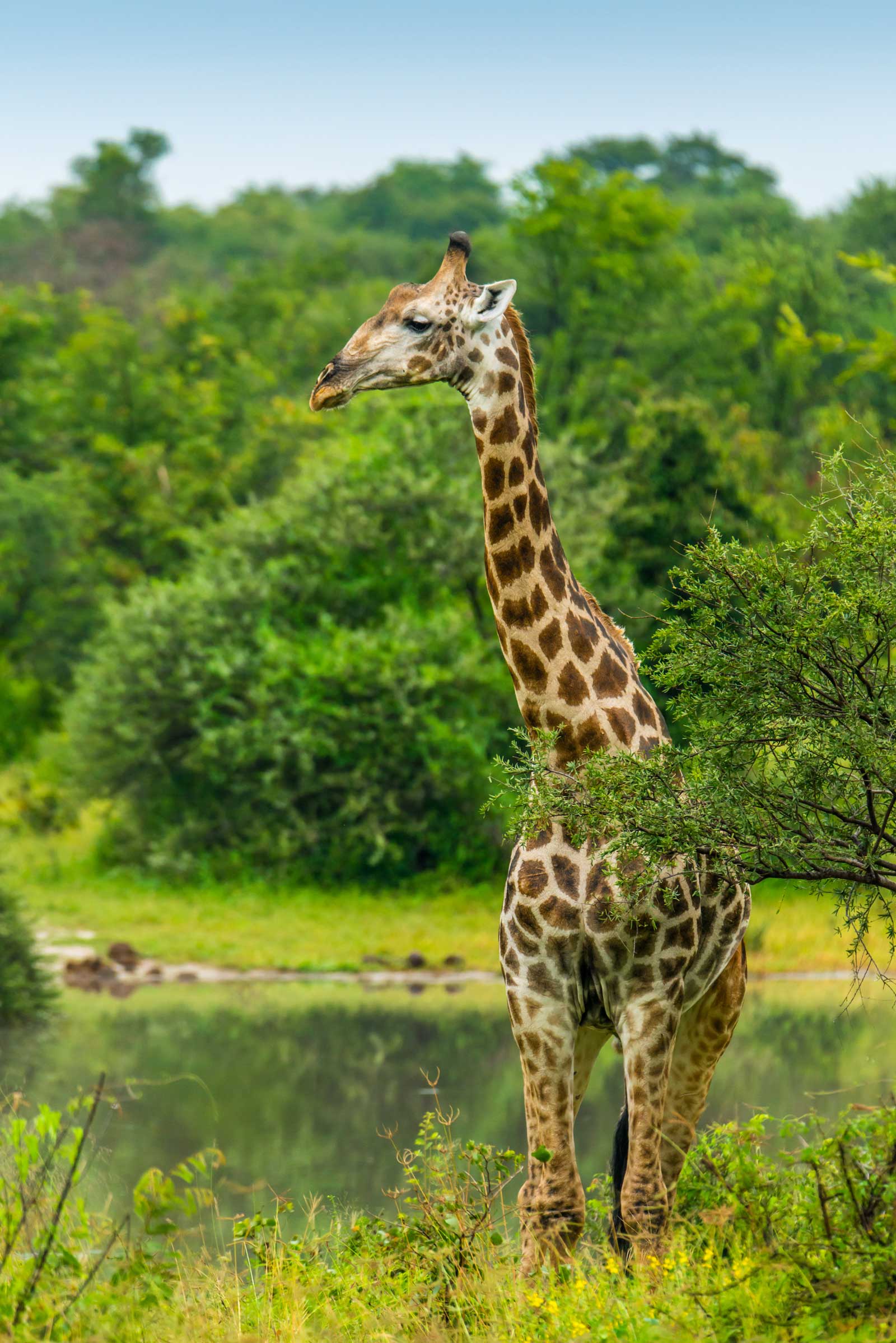 Giraffe profile by Kevin MacLaughlin