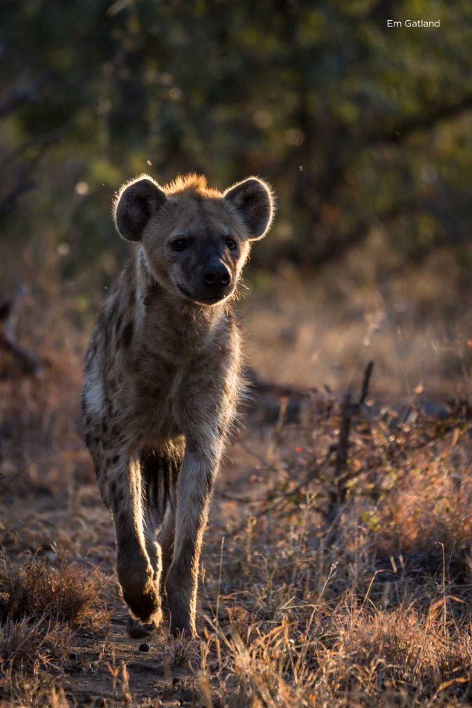 Hyenas are great hunters as well